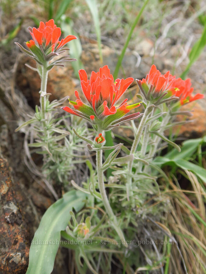 woolly paintbrush (Castilleja foliolosa) [Brim Road, Colusa County, California]