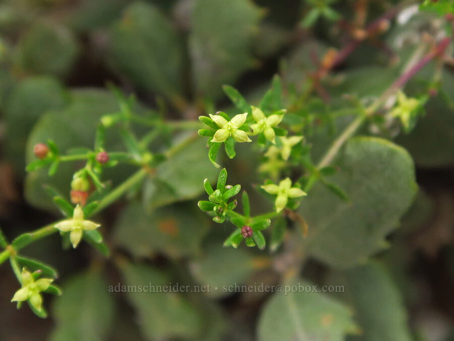 climbing bedstraw (Galium porrigens) [Brim Road, Colusa County, California]