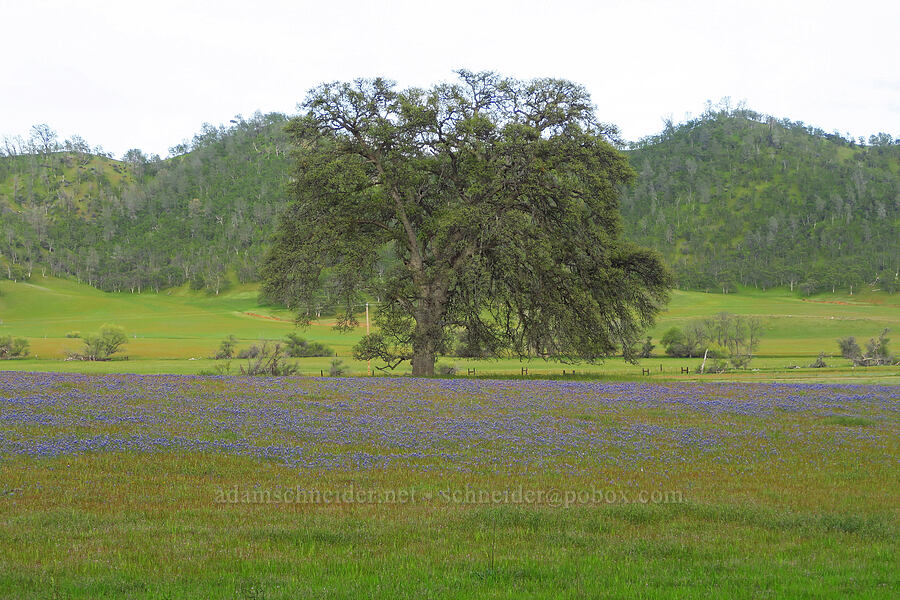 sky lupines (Lupinus nanus) [Bear Valley Road, Colusa County, California]