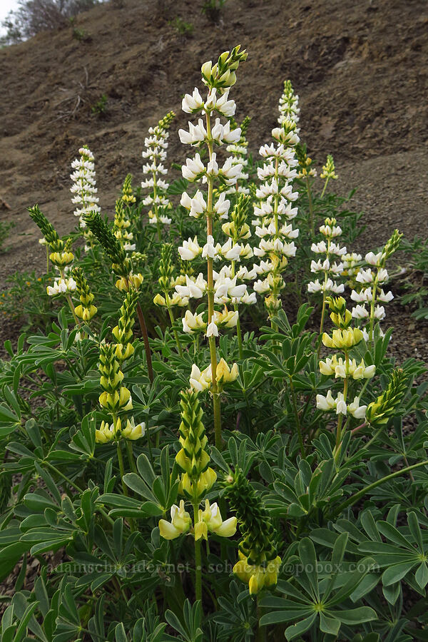 chick lupine (?) (Lupinus microcarpus) [County Road 306, Glenn County, California]