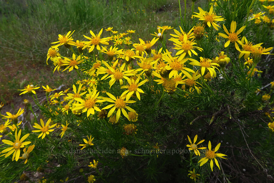 narrow-leaf goldenbush (Ericameria linearifolia (Haplopappus linearifolius)) [County Road 306, Glenn County, California]
