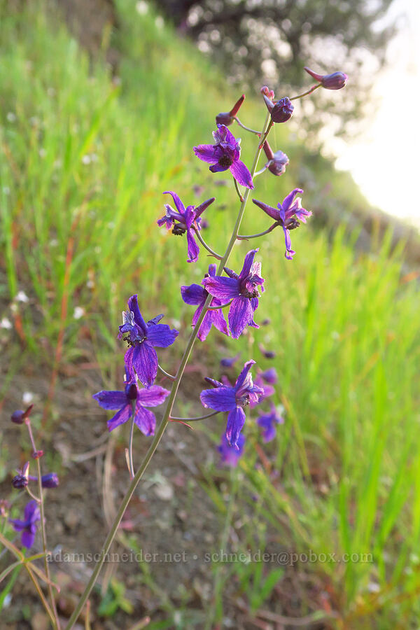 spreading larkspur (Delphinium patens) [Highway 162, Glenn County, California]