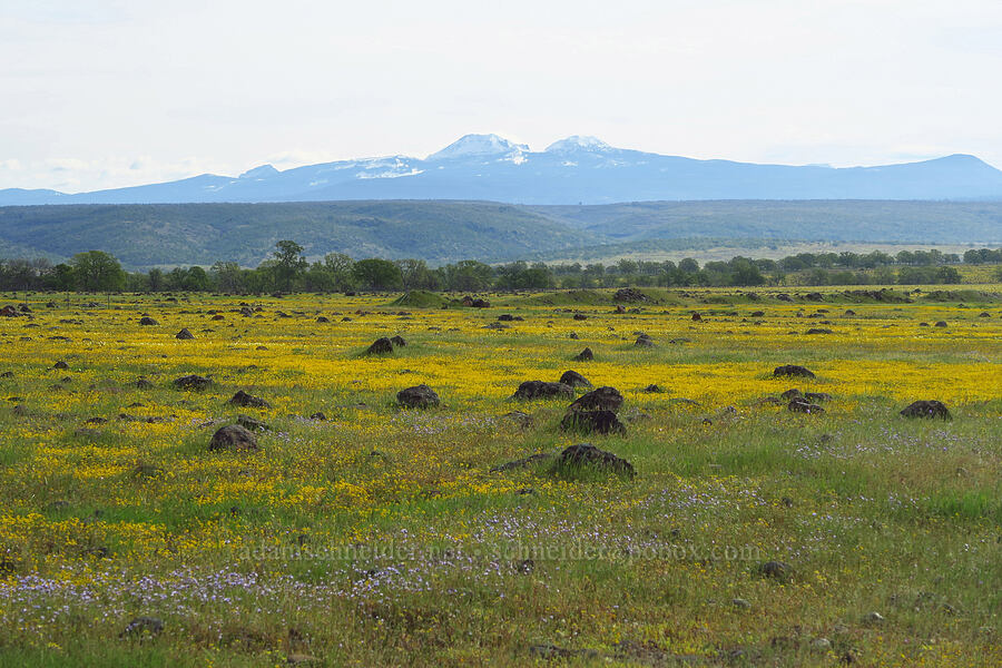 wildflowers & Lassen Peak [Hogsback Road, Tehama County, California]