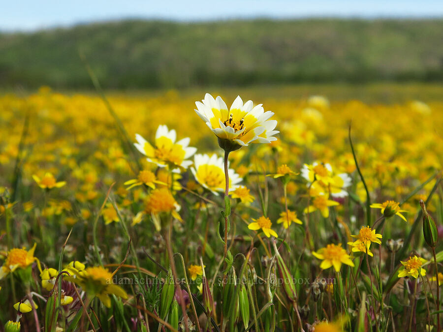 tidy-tips & gold-fields (Layia fremontii, Lasthenia sp.) [Hogsback Road, Tehama County, California]