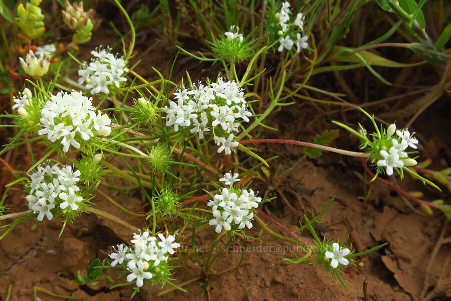 white-head navarretia (Navarretia leucocephala) [Hogsback Road, Tehama County, California]