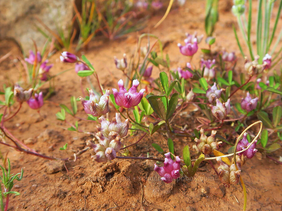 cow-bag clover (Trifolium depauperatum) [Hogsback Road, Tehama County, California]