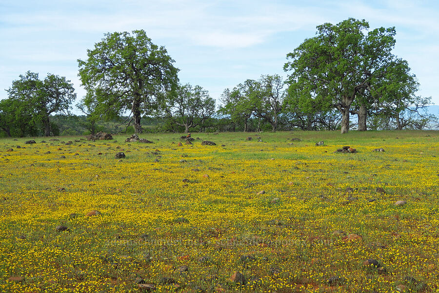 gold-fields & oak trees (Lasthenia sp., Quercus sp.) [Hogsback Road, Tehama County, California]