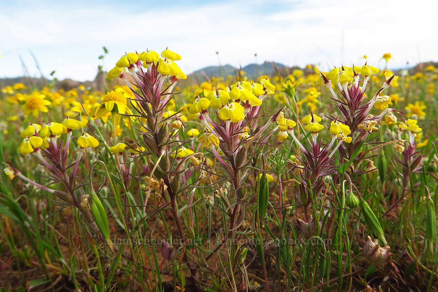 butter-and-eggs (Triphysaria eriantha (Orthocarpus erianthus)) [Hogsback Road, Tehama County, California]