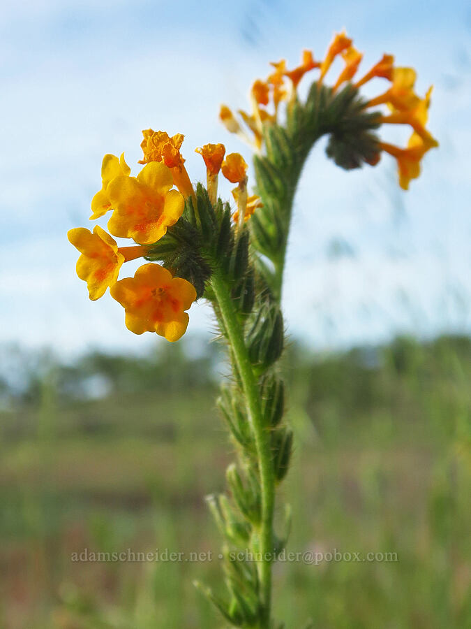 fiddleneck (Amsinckia menziesii) [Hogsback Road, Tehama County, California]