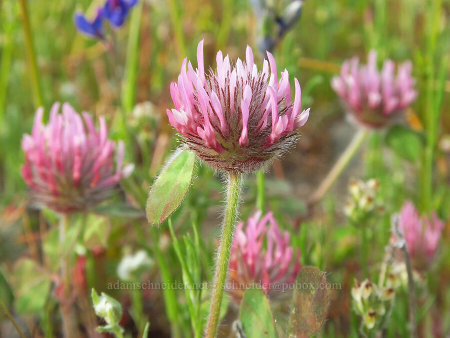 rose clover (Trifolium hirtum) [Hogsback Road, Tehama County, California]