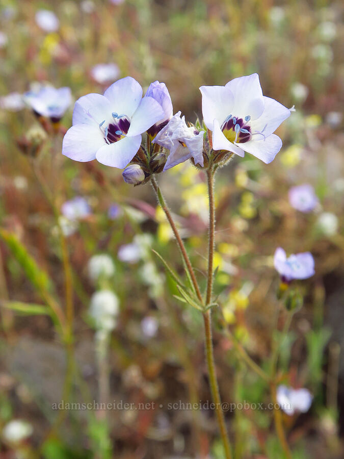 bird's-eye gilia (Gilia tricolor) [Hogsback Road, Tehama County, California]
