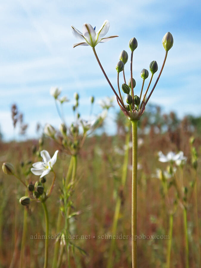 glassy triplet-lily (Triteleia lilacina (Brodiaea lilacina)) [Hogsback Road, Tehama County, California]