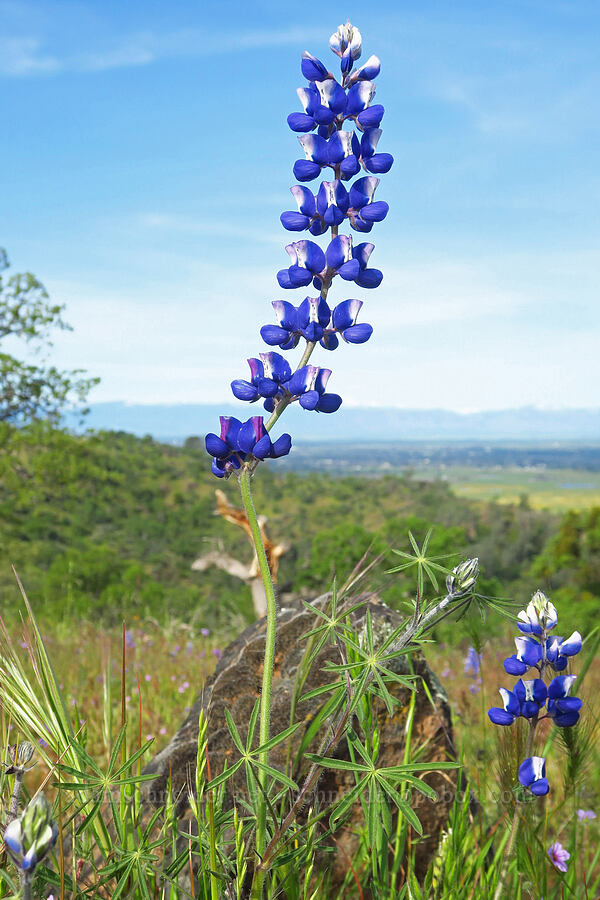 sky lupine (Lupinus nanus) [Hogsback Road, Tehama County, California]