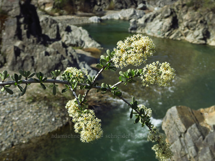 buck-brush (Ceanothus cuneatus) [Clear Creek Gorge, Shasta County, California]