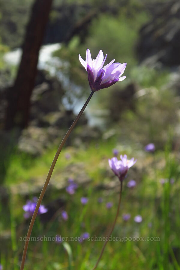 blue dicks (Dipterostemon capitatus (Dichelostemma capitatum)) [Clear Creek Gorge, Shasta County, California]