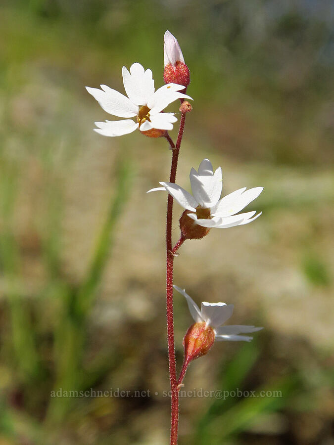 San Francisco woodland star (Lithophragma affine) [Clear Creek Gorge, Shasta County, California]