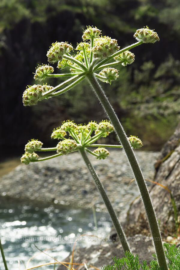 woolly-fruited desert parsley (Lomatium dasycarpum) [Clear Creek Gorge, Shasta County, California]