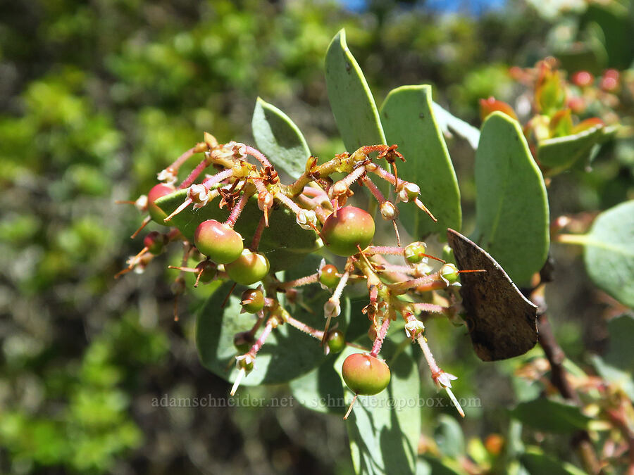 white-leaf manzanita (Arctostaphylos viscida) [Clear Creek Gorge, Shasta County, California]