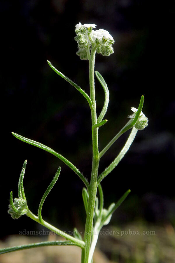 cryptantha (Cryptantha sp.) [Clear Creek Gorge, Shasta County, California]