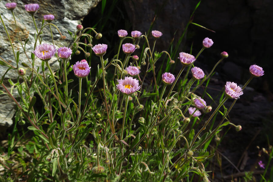 spreading fleabane (Erigeron divergens) [Clear Creek Gorge, Shasta County, California]