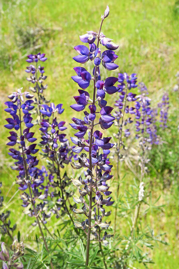 lupine (Lupinus sp.) [Clear Creek, Shasta County, California]
