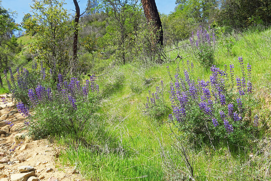 silver bush lupine (Lupinus albifrons) [Clear Creek, Shasta County, California]