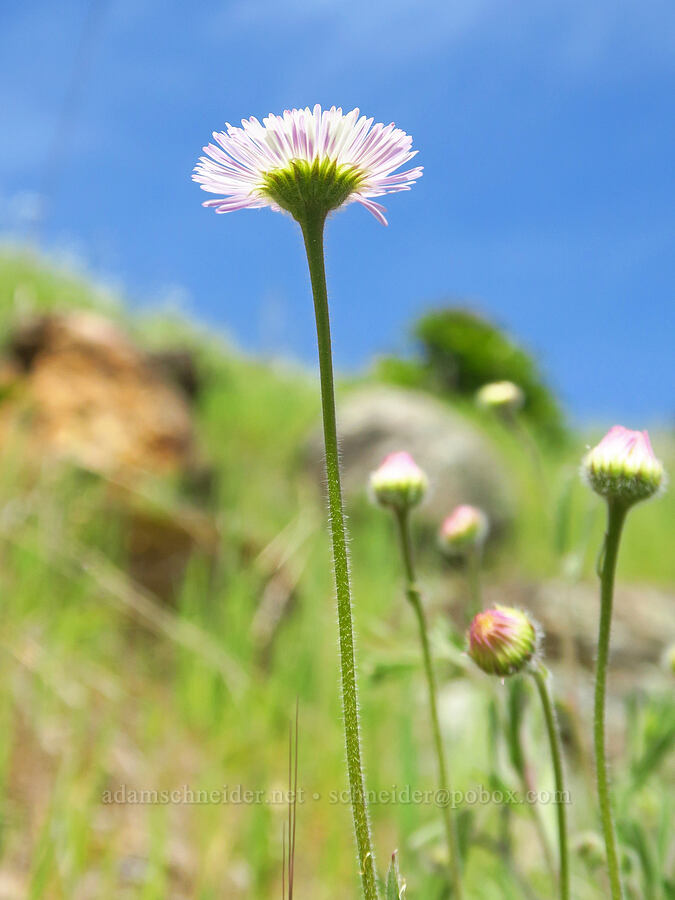 spreading fleabane (Erigeron divergens) [Clear Creek, Shasta County, California]