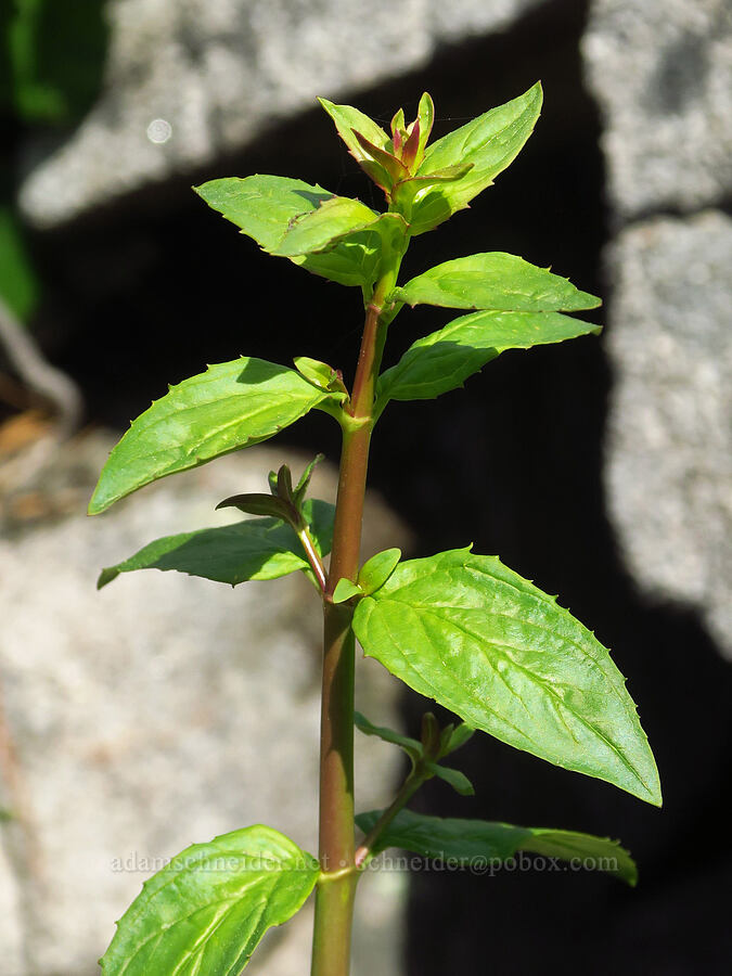 Lemmon's beardtongue leaves (Keckiella lemmonii) [Clear Creek, Shasta County, California]