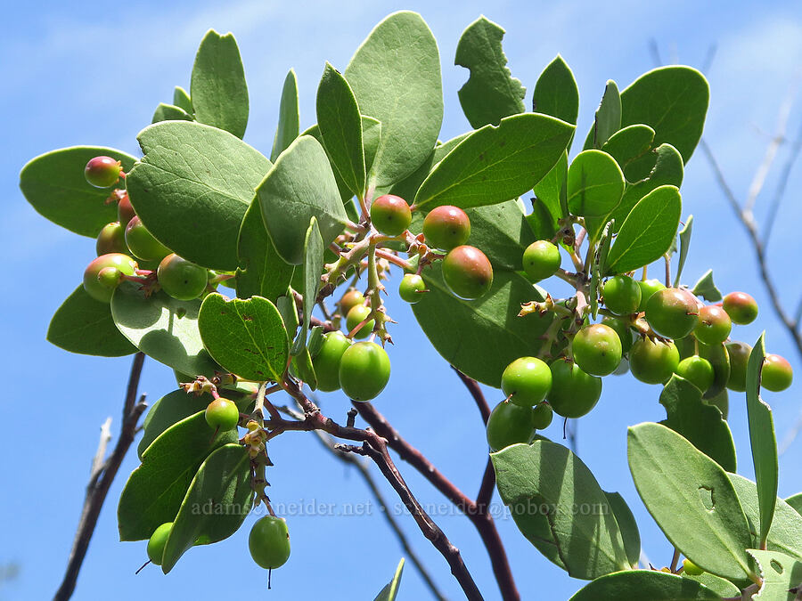 manzanita (which?) (Arctostaphylos sp.) [Clear Creek, Shasta County, California]