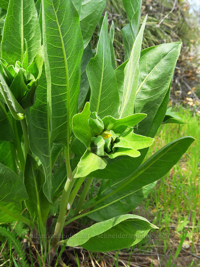 Coast Range mule's-ears, budding (Wyethia glabra) [Clear Creek, Shasta County, California]