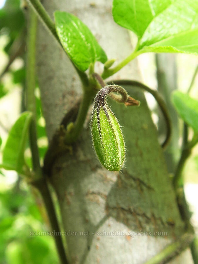 California Dutchman's pipe, budding (Aristolochia californica) [Clear Creek, Shasta County, California]