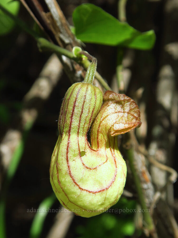 California Dutchman's pipe (Aristolochia californica) [Clear Creek, Shasta County, California]
