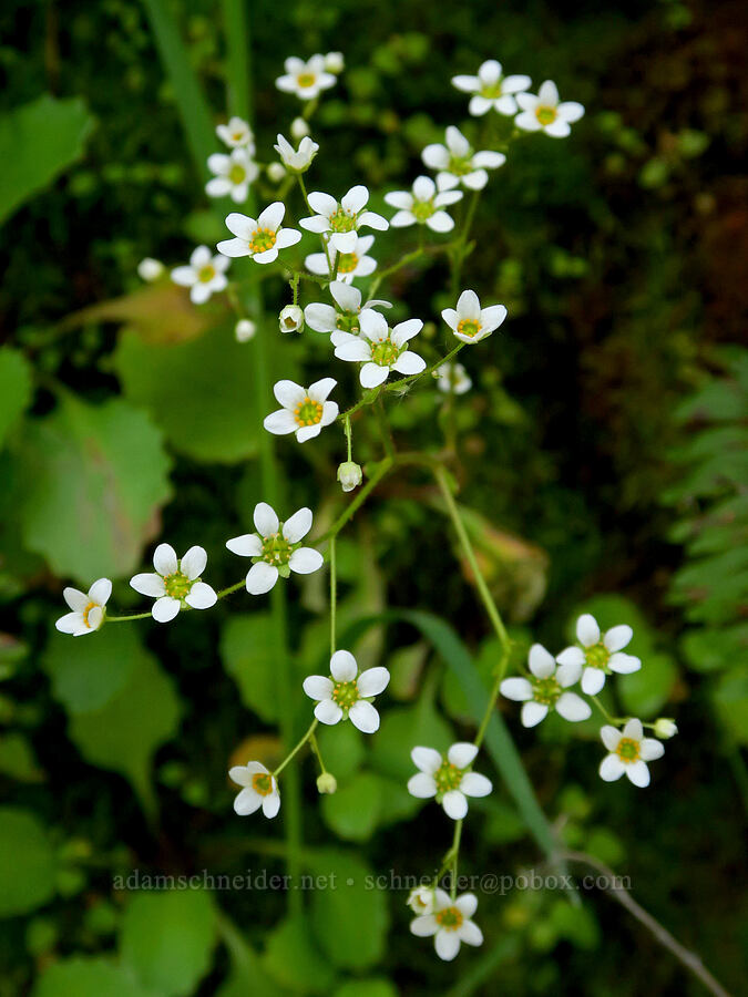 saxifrage with hairless leaves (Micranthes sp. (Saxifraga sp.)) [Clear Creek, Shasta County, California]