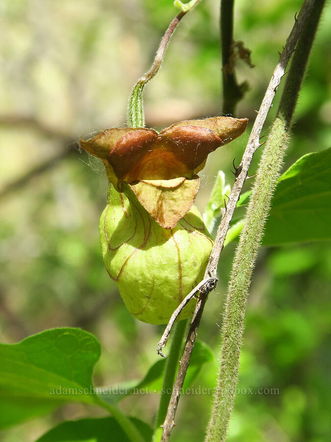 California Dutchman's pipe (Aristolochia californica) [Clear Creek, Shasta County, California]