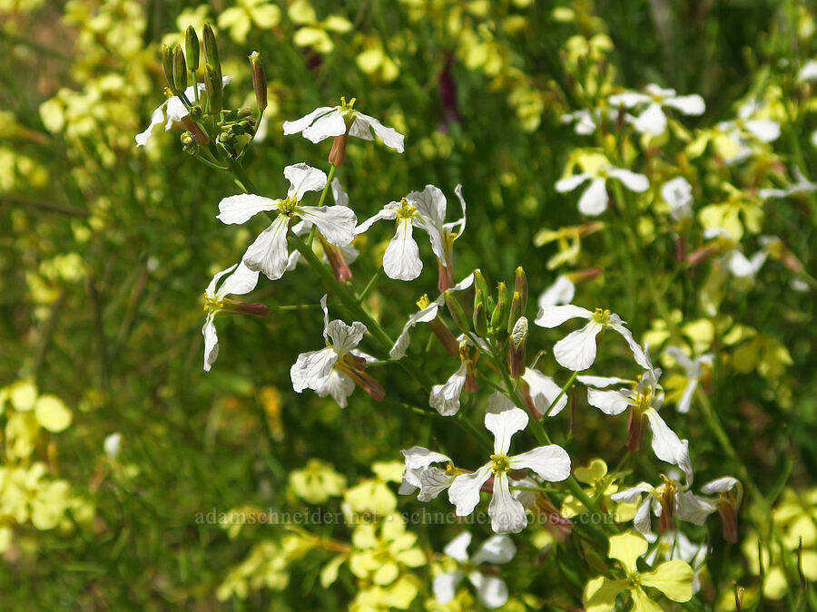 wild radish flowers (Raphanus sp.) [Clear Creek, Shasta County, California]