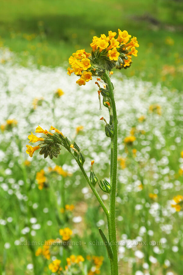fiddleneck & popcorn-flower (Amsinckia menziesii, Plagiobothrys sp.) [Horsetown-Clear Creek Preserve, Shasta County, California]