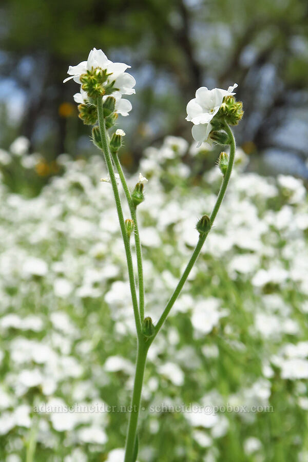 popcorn-flower (Plagiobothrys sp.) [Horsetown-Clear Creek Preserve, Shasta County, California]