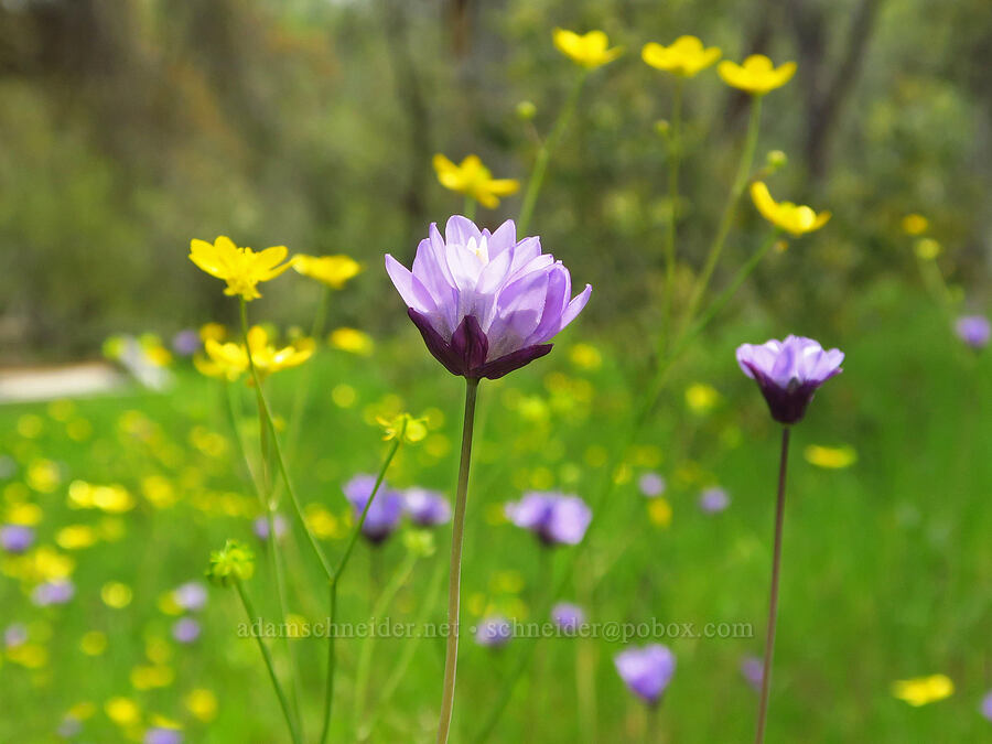 blue dicks & buttercups (Dipterostemon capitatus (Dichelostemma capitatum), Ranunculus occidentalis) [Horsetown-Clear Creek Preserve, Shasta County, California]