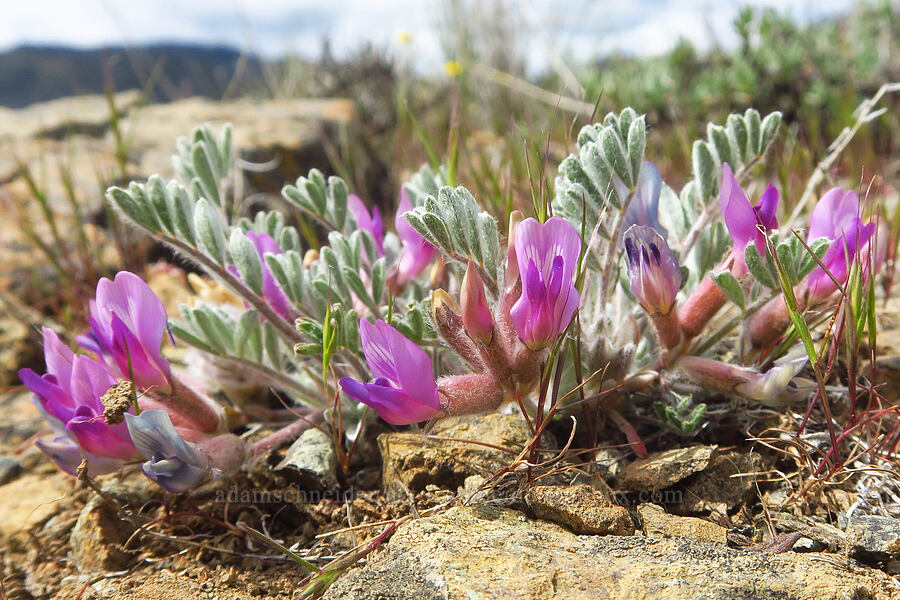 woolly-pod milk-vetch (Astragalus purshii) [China Hill, Yreka, Siskiyou County, California]