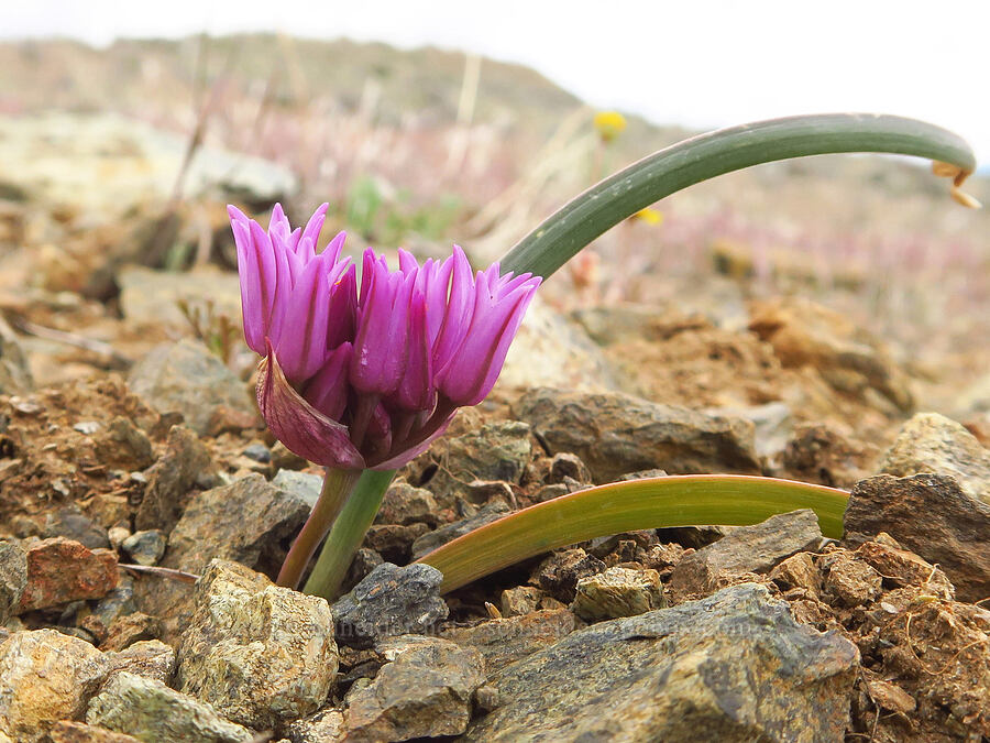sickle-leaf onion, budding (Allium falcifolium) [China Hill, Yreka, Siskiyou County, California]