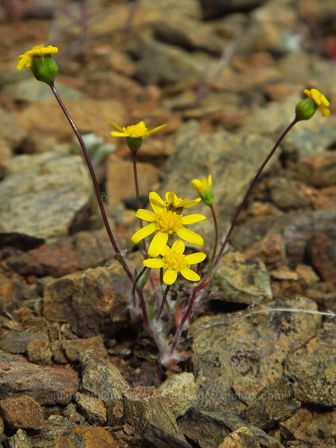 gold stars (Crocidium multicaule) [China Hill, Yreka, Siskiyou County, California]