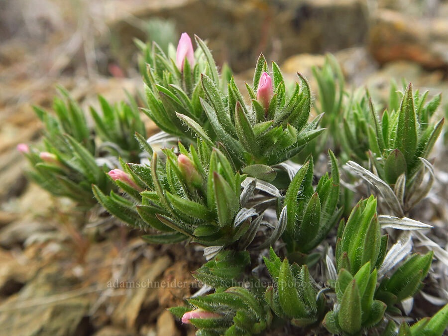 Yreka phlox, budding (Phlox hirsuta) [China Hill, Yreka, Siskiyou County, California]