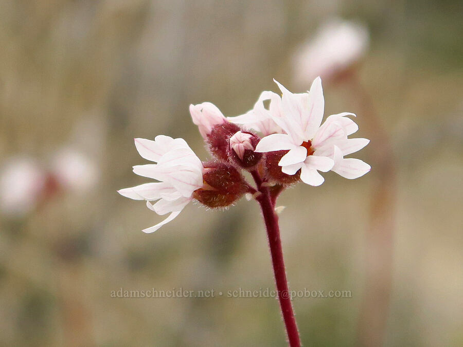 prairie star (Lithophragma glabrum) [China Hill, Yreka, Siskiyou County, California]