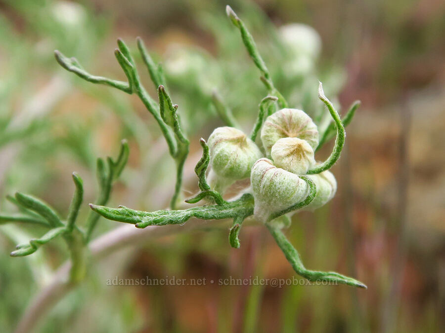 woolly sunflower, budding (Eriophyllum lanatum) [China Hill, Yreka, Siskiyou County, California]