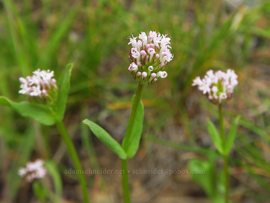 pinkish white plectritis (Plectritis macrocera) [China Hill, Yreka, Siskiyou County, California]