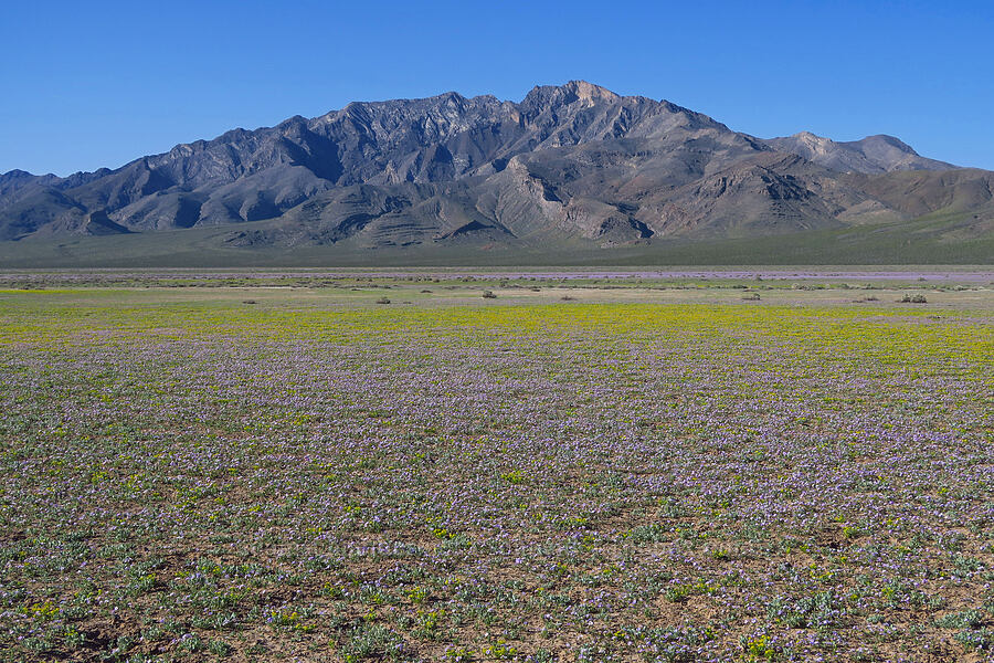 yellow pepper-weed & Fremont's phacelia (Lepidium flavum, Phacelia fremontii) [Highway 178, Inyo County, California]