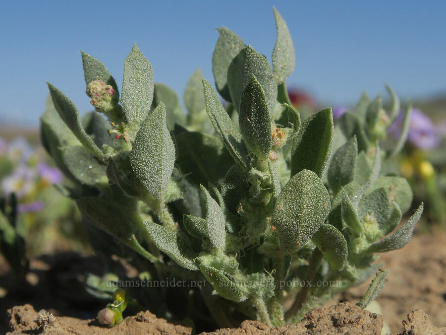 Pahrump orach/silver-scale (Atriplex argentea var. longitrichoma) [Highway 178, Inyo County, California]