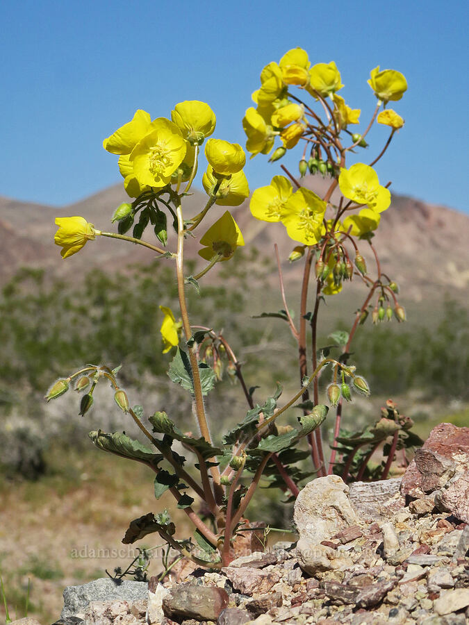 golden sun-cups (Chylismia brevipes (Camissonia brevipes)) [Jubilee Pass Road, Inyo County, California]
