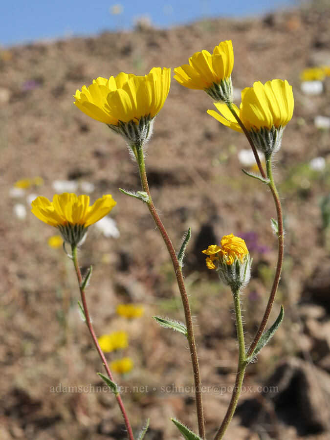desert gold (Geraea canescens) [Jubilee Pass Road, Death Valley National Park, Inyo County, California]