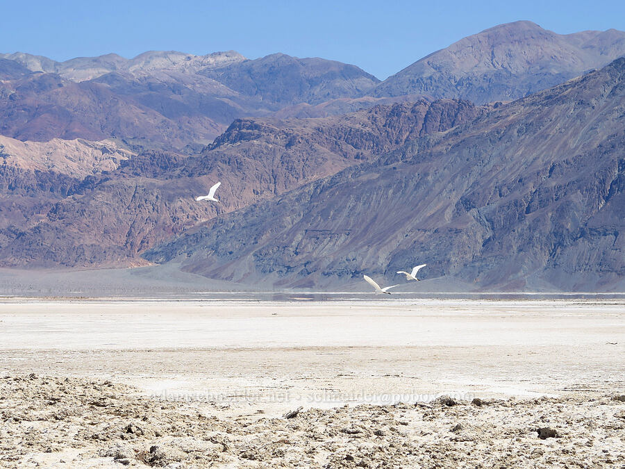 great egrets (Ardea alba) [Mormon Point, Death Valley National Park, Inyo County, California]